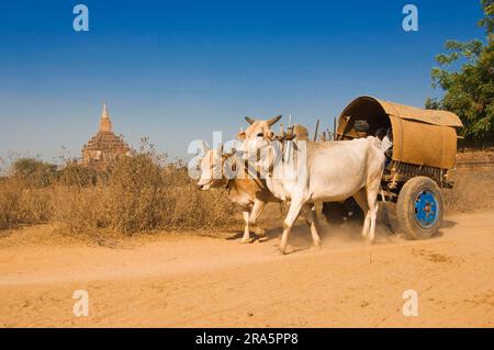 Ox-cart, ncart, brouillon ox, brouillon oxen, ncart, Zébu, bétail de zébu, Bagan, Birmanie, Pagan, Myanmar Banque D'Images