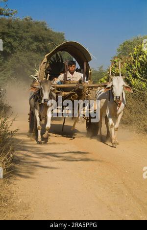 Ox-cart, ncart, brouillon ox, brouillon oxen, ncart, Zébu, bétail de zébu, Bagan, Birmanie, Pagan, Myanmar Banque D'Images