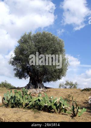 Vieil olivier (Olea europaea), Garten von Kolymbethra, vallée des temples, Agrigent, Sicile, Italie, Giardino della Kolymbtra, Agrigento Banque D'Images