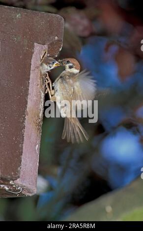 Bruant des arbres (Passer montanus), homme qui se nourrit de jeunes dans une aire de nidification, Allemagne Banque D'Images