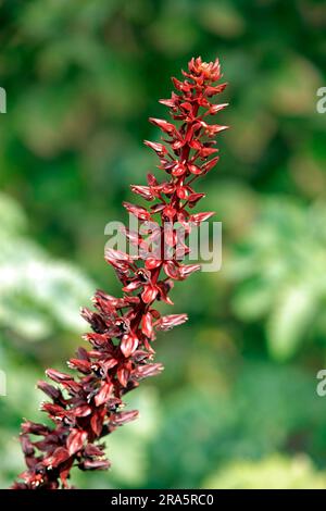 Honeybush, fleur de miel géante (Melianthus Major), États-Unis Banque D'Images