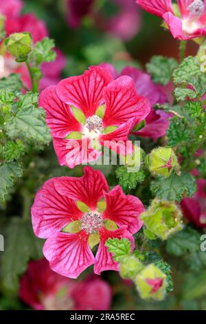 Calaque 'Donatella' (Anisodontea capensis) Banque D'Images