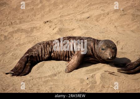 Jeune phoque d'éléphant du Nord (Mirounga angustirostris), Californie, États-Unis Banque D'Images