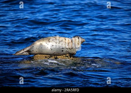 Phoque commun (Phoca vitulina), bains de soleil, Californie, latéral, États-Unis Banque D'Images