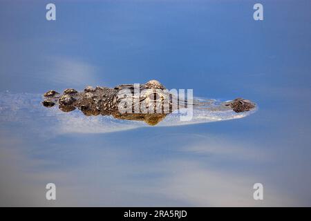 Alligator américain (Alligator mississippiensis), Floride, page, Etats-Unis Banque D'Images