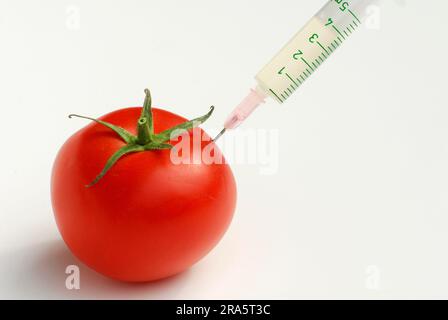 Injection dans la tomate, génie génétique, manipulation génétique Banque D'Images