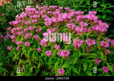 Beebalm (hybride Monarda) Banque D'Images