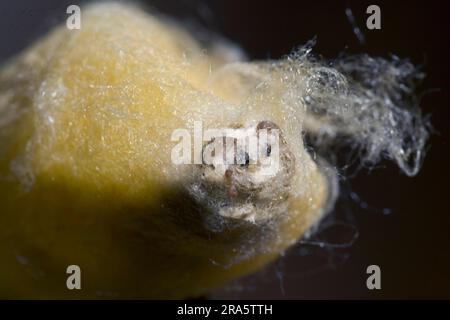 Mulberry Silkworm Moth, chenilles fraîchement éclos (Bombyx mori) Banque D'Images