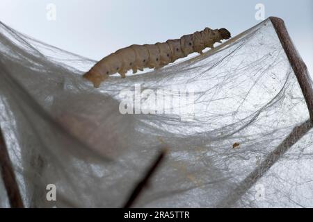 Teigne de Mulberry, cocon tournant la larve (Bombyx mori) Banque D'Images