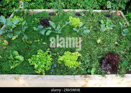 Lit surélevé fraîchement planté, paillé avec des boutures d'herbe, de jeunes plantes, des plantes végétales, paillis, kohlrabi, laitue Banque D'Images