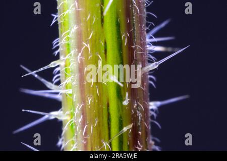 Ortie pillante (Urtica dioica), poils pileux, orties Banque D'Images