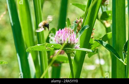 Bumblebee sur une fleur.Bumblebee rassemble le nectar d'une fleur. Marco. Russie, région de Moscou. Ressort Banque D'Images