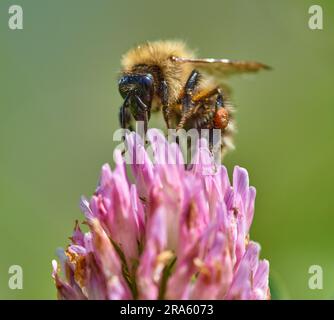 Bumblebee sur une fleur.Bumblebee rassemble le nectar d'une fleur. Marco. Russie, région de Moscou. Ressort Banque D'Images