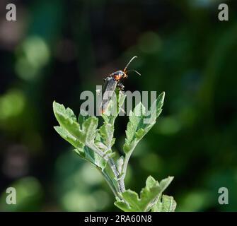 Insecte sur une fleur.un insecte avec des ailes rampent sur une fleur. Marco. Russie, région de Moscou. Printemps, mai Banque D'Images