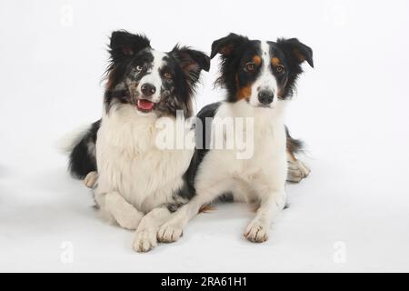 Chien mixte et Berger australien, Blue-merle Banque D'Images