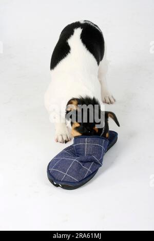 Jack Russell Terrier, chiot, 4 mois, tricolore, regarde dans des chaussons Banque D'Images