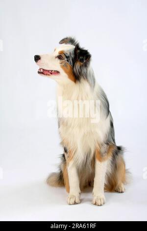 Berger Australien, blue-merle Banque D'Images