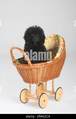 Mini-coolette, chiot, 5 mois, noir, chariot de poupée Banque D'Images