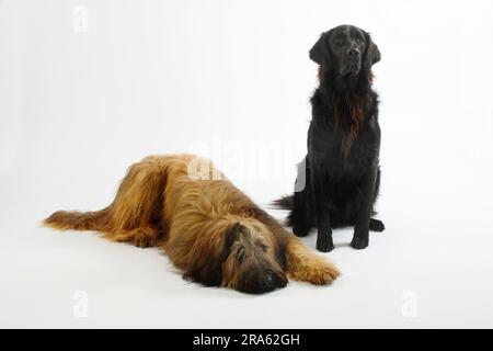 Briard, 14 mois, et le Retriever à revêtement plat, Berger de Brie Banque D'Images