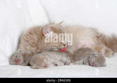 Chat à poil long britannique, lilas-tabby-macarell, et chaton, 18 jours, Highlander, Lowlander, Britanica, BLH Banque D'Images