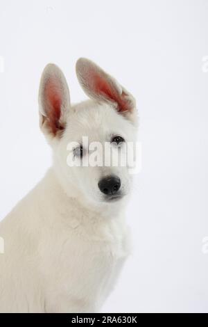 Berger blanc suisse, chiot, 10 semaines, AC Berger blanc Suisse Banque D'Images