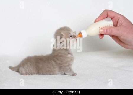 Chat à poils longs britannique, chaton, 18 jours, nourri au biberon, highlander, Lowlander, britanica, BLH, rabossé à la main, en bouteille Banque D'Images