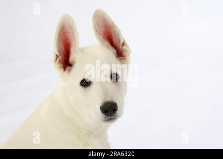 Berger blanc suisse, chiot, 10 semaines, AC Berger blanc Suisse Banque D'Images