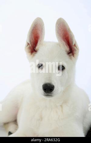 Berger blanc suisse, chiot, 10 semaines, AC Berger blanc Suisse Banque D'Images