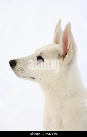 Berger blanc suisse, chiot, 10 semaines, AC Berger blanc Suisse, latéral, profil Banque D'Images