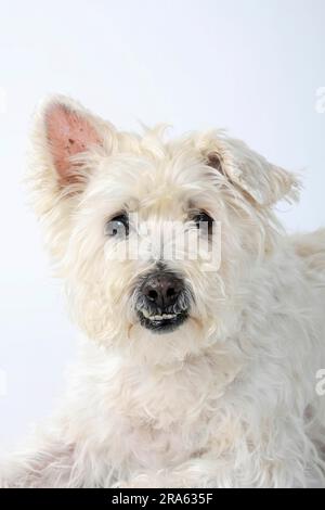 Chien mixte, vieux chien, 14 ans, dents mal alignées Banque D'Images