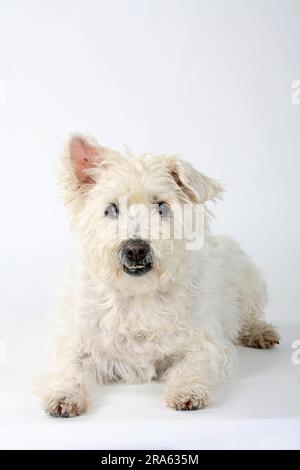 Chien mixte, vieux chien, 14 ans, dents mal alignées Banque D'Images