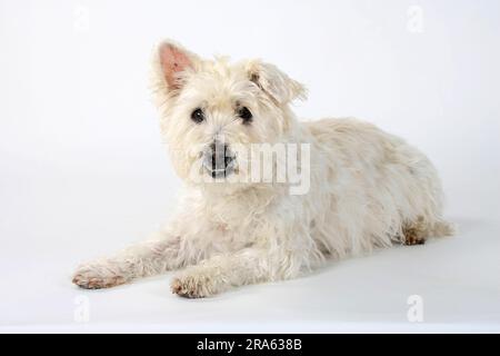 Chien mixte, vieux chien, 14 ans, dents mal alignées Banque D'Images