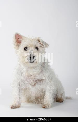 Chien mixte, vieux chien, 14 ans, dents mal alignées Banque D'Images