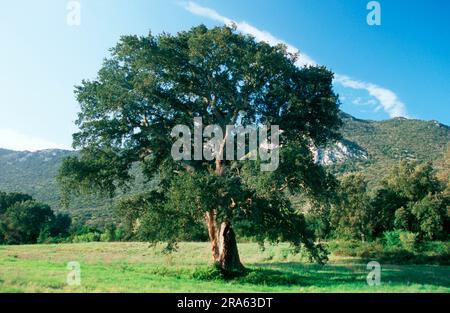 Chêne de Cork (Quercus suber), parc national Cicero, Italie Banque D'Images