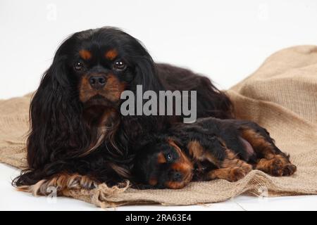 Cavalier King Charles, homme et chiot, noir et brun clair, 6 semaines Banque D'Images