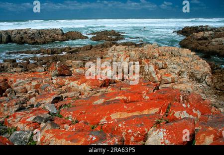 Côte rocheuse, Cap Algulhas, Afrique du Sud Banque D'Images