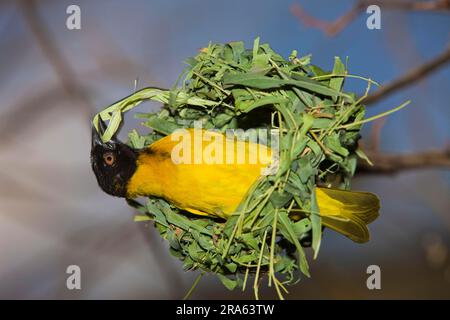 Yolk weaver, nid masculin, Parc national du Serengeti (Textor vitellinus), Tanzanie Banque D'Images