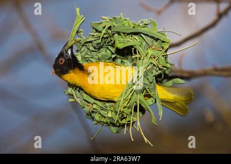 Yolk weaver, nid masculin, Parc national du Serengeti (Textor vitellinus), Tanzanie Banque D'Images