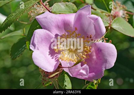 Rose sauvage en pleine floraison, Stewart, Colombie-Britannique, Canada Banque D'Images