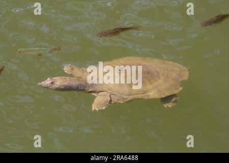 Tortue à nez de porc (Carettochelys insculpta) tortue à coque molle de Nouvelle-Guinée Banque D'Images