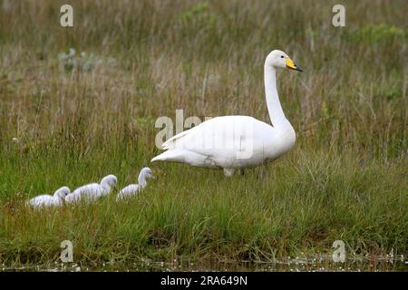 Whooper cygne (Cygnus cygnus) avec des poussins, Islande Banque D'Images