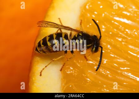 Guêpe allemande (Vespula germanica) sur orange (Paravespula germanica) Banque D'Images