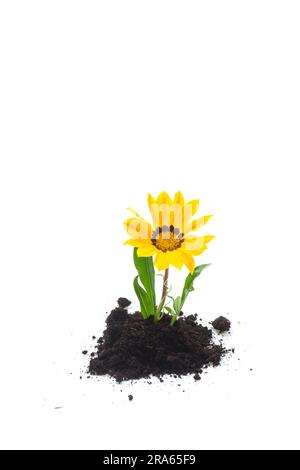 la fleur jaune pousse dans le sol, isolée sur fond blanc. Banque D'Images