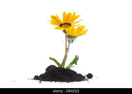 la fleur jaune pousse dans le sol, isolée sur fond blanc. Banque D'Images