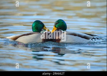 Le Canard colvert (Anas platyrhynchos) Drake, Basse-Saxe, Allemagne Banque D'Images