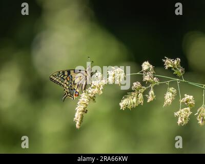 Papillon à queue d'allowtail. Le plus grand papillon du Royaume-Uni. Banque D'Images