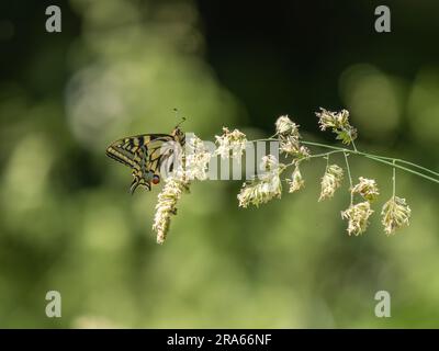 Papillon à queue d'allowtail. Le plus grand papillon du Royaume-Uni. Banque D'Images