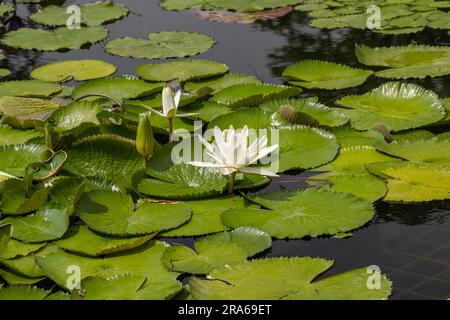 Nénuphars blancs européens (Nymphaea alba). Jardin botanique, Francfort, Allemagne, Europe Banque D'Images