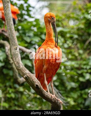 L'ibis Scarlet (eudocimus Ruber) Est Une Espèce D'ibis Qui Habite L 