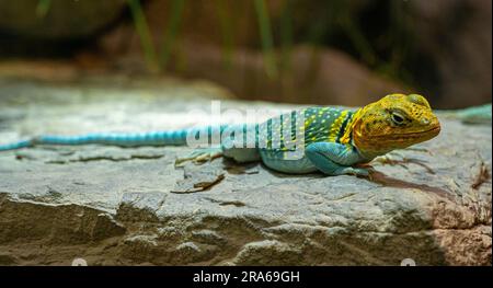 Lézard à col commun (Crotaphytis-collaris) sur une roche Banque D'Images